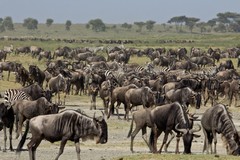There are an estimated 1.8 million wildebeeste and 500 thousand zebras on the Great Migration around the Serengeti