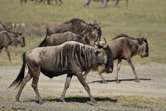 The wildebeeste of Northern Tanzania and Kenya are also known as white-bearded gnu