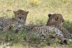 Cheetahs taking it easy in the shade of an acacia