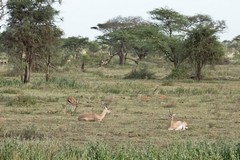 407 Mixed groups of Thompson's and Grant's gazelles were often seen