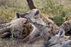 Spotted hyaena pups waking up in the late afternoon
