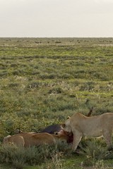 422 The lionesses had brought the wildebeeste down earlier but waited till the cooler late afternoon to eat