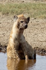 423 The hyaena just needed to cool off