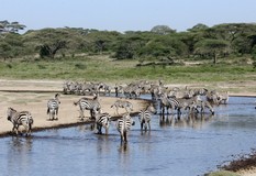 Plains zebras drinking from the river at Ndutu