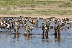 Zebras enjoying a morning drink