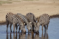 Current research points to zebras being black animals with white stripes
