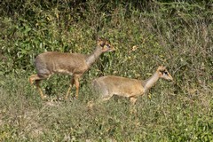 A pair of Kirk's dikdik. Legend says that if one is killed the other will die of a broken heart within 24 hours