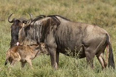 This baby wildebeeste is only about 5 minutes old and has stood up for the first time. They can run within 20 minutes