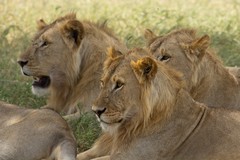 Band of brothers. The young lions are about 2 1/2 years old and have not grown full manes yet