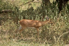 This little antelope is a steenbok, they are quite common but often overlooked