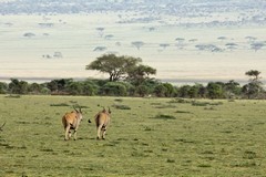Eland in the Serengeti are very shy and so we often only got a rear view of them as they ran off