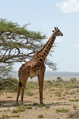 Maasai giraffes are found wherever there are lots of acacias for them to browse