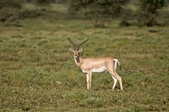 Grant's gazelle buck on the short grass plain