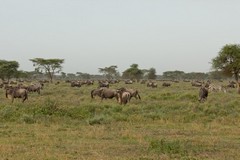 Wildebeeste grazing on the savannah. Only during the rains can this part of the Serengeti support the herds