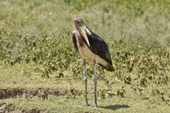 The marabou stork uses its 14 inch beak to feed on carrion, and live prey such as birds, lizards, frogs and insects