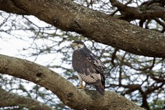 An augur buzzard. Pairs are known for their noisy aerial displays