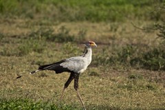 The secretary bird. This long legged raptor hunts snakes which it stamps to death with horny pads on its feet