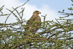 The tawny eagle will tackle mammals as large as hares by diving on them and seizing them in its powerful talons