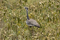 Hartlaub's bustard is fairly common in the grasslands of Northern Tanzania