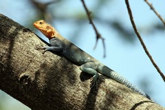 Male red-headed agama lizard catching some rays
