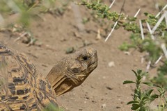 Close up of a leopard tortoise