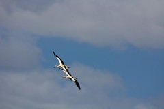 European storks soaring on the thermals high above the Ngorongoro Conservation Area