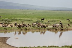 When these waterholes dry up the wildebeeste are forced to leave the area until the next rainstorms refill them