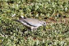 The ever present ring-necked dove whose call is one of the'sounds of Africa'