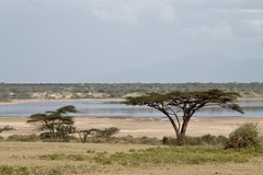 Lake Ndutu in the Southeastern Serengeti. This is a soda lake and so of no use to thirsty wildlife