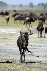 The Wildebeeste takes a moment to pose for a photo
before continuing his endless journey