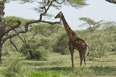 Maasai Giraffe in Acacia Woodland