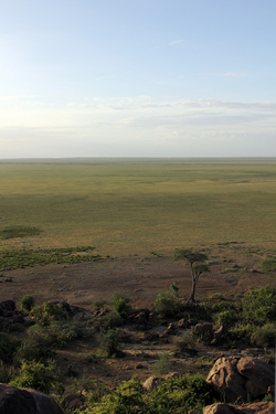 The Endless Plain of the Serengeti