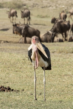 A Marabou stork watches the Wldebeeste migration in the Ngorongoro Conservation Area