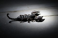 This scorpion was seen in the communal area of the camp before we even set off on a night safari