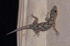The gecko kept the tent free of small bugs and was a welcome guest