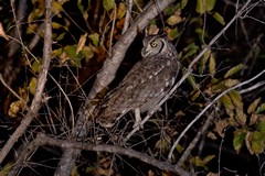 The spotted eagle-owl is widespread throughout Tanzania