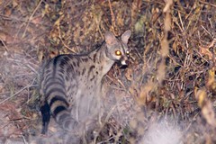 Thisis a common or small-spotted genet and is distinguished by the row of black spiny hair along its spine
