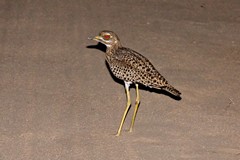The spotted thick-knee did not fly off till the last moment as we approached it