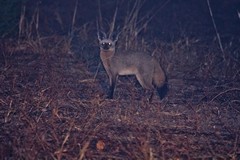 The bat-eared fox had to be photographed at the limits of the flash range and at very high camera sensitivity to get any sort of picture