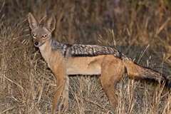 Black-backed jackals were easy to approach at night