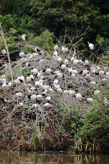 If you want to see sights like these sacred ibis nesting then you have to research the best time of year to visit