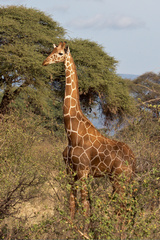 You would need to be in northern Kenya, parts of Ethiopia or Somalia to find a reticulated giraffe