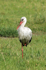 Some species are migrants from far away. A lot of birds like this European stork arrive in Africa during the winter season in Europe. You have to figure out when they are likely to be at the place where you'd hope to see them