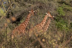 Kenya's Reticulated Giraffes are not safe. They are hunted for their hides and meat. Numbers have fallen from 20000 in the late 1990s to 8600 in 2016