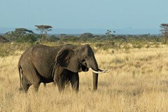 Elephants are still being poached in the tens of thousands every year