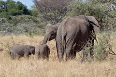 Tanzania has lost 60000 elephants in the last five years