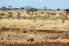 Millions of smaller animals are killed for bushmeat in Africa every year. Even rats and bats are taken. Pictured is a Grant's gazelle