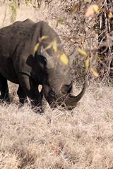 The vast majority of white rhinos live in South Africa. There are around 20,000 white rhinos left in the world