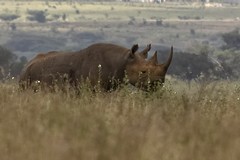 The black rhino is critically endangered with a global population of around 5500. The majority live in South Africa but there are about 1000 in Namibia and 750 in Kenya. Attempts arre being made to expand their range