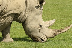 All this killing for the ridiculous belief that there is some sort of magical healing quality in a rhino's horn. Horn is made of keratin, and is the same substance as our finger nails